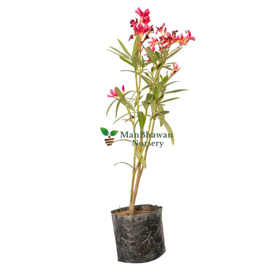 Kaner Dwarf Plant