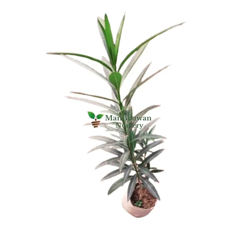buy online kaner plant, best kaner plant on sale
