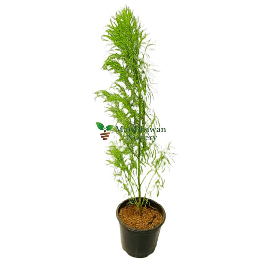 Kochia plant online, fresh kochia plant online at lowest price