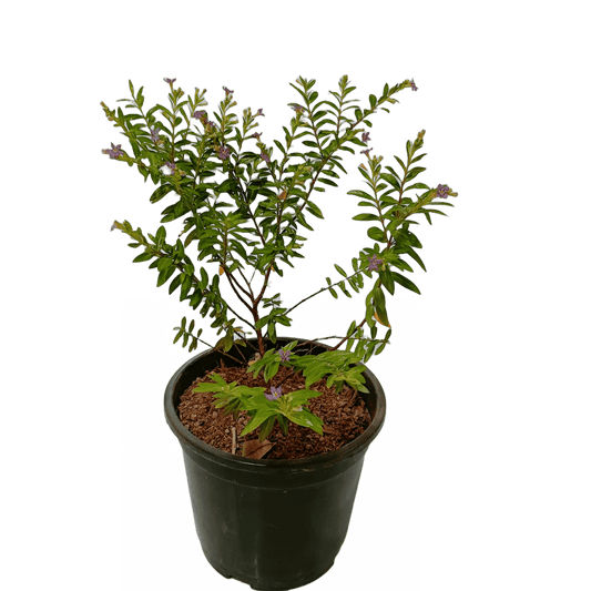 buy online kufiya plants for sale, best cuphea plants on sale