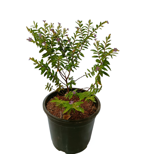 Kufiya / Cuphea Plant