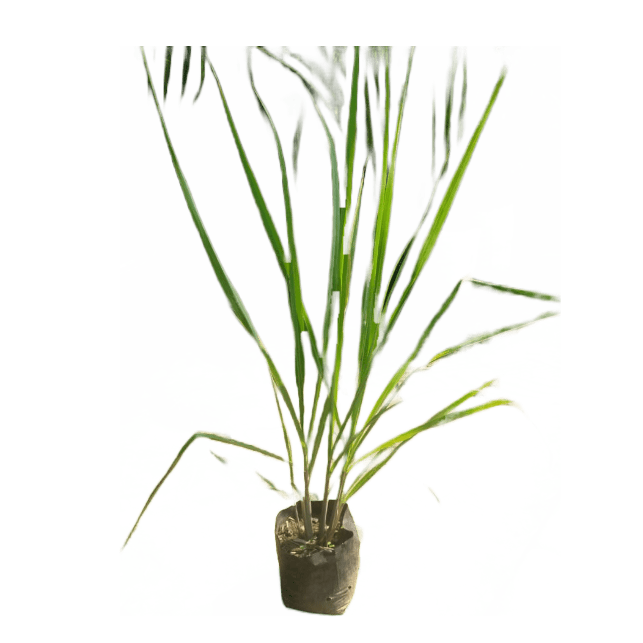 buy online lemon grass plant price, online lemon grass plant on sale, fresh live lemon grass plant online