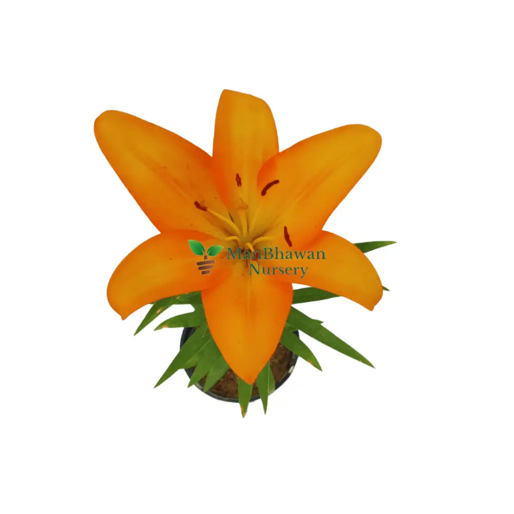 shop for best lilium plant online at lowest price