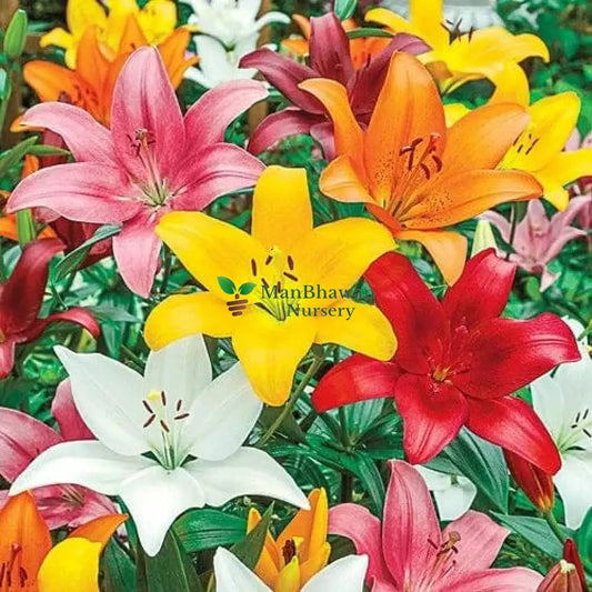 shop for best lilium plant online, buy now fresh lilium plant at lowest price, shop for best lilium plants