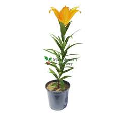 buy online lilium plant on sale