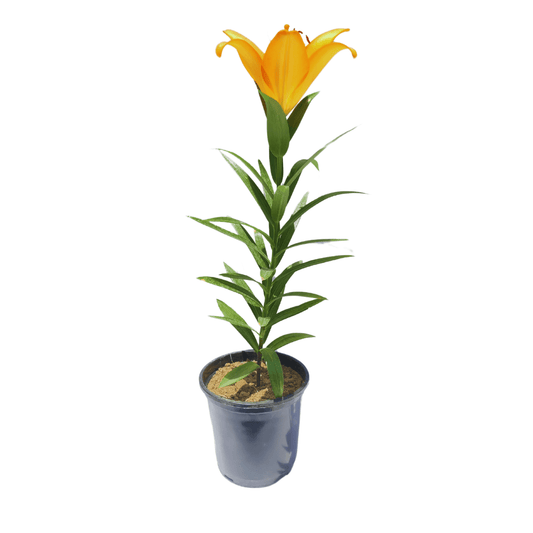 buy online lilium plant on sale