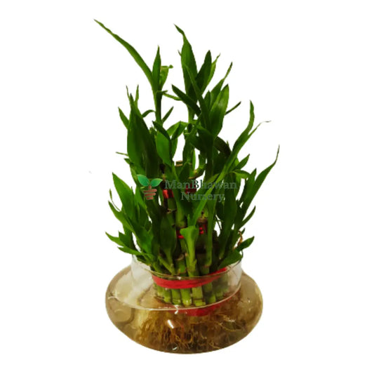 Lucky Bamboo Plant in Designer Glass Pot 3 Layer