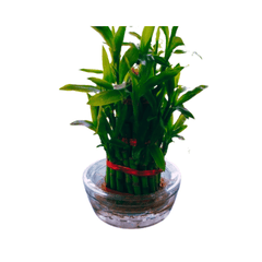 Plastic Bowl Pot for Lucky Bamboo Plant