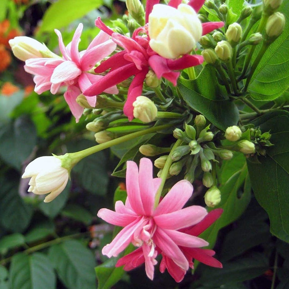 Madhu Malti / Rangoon Creeper Plant