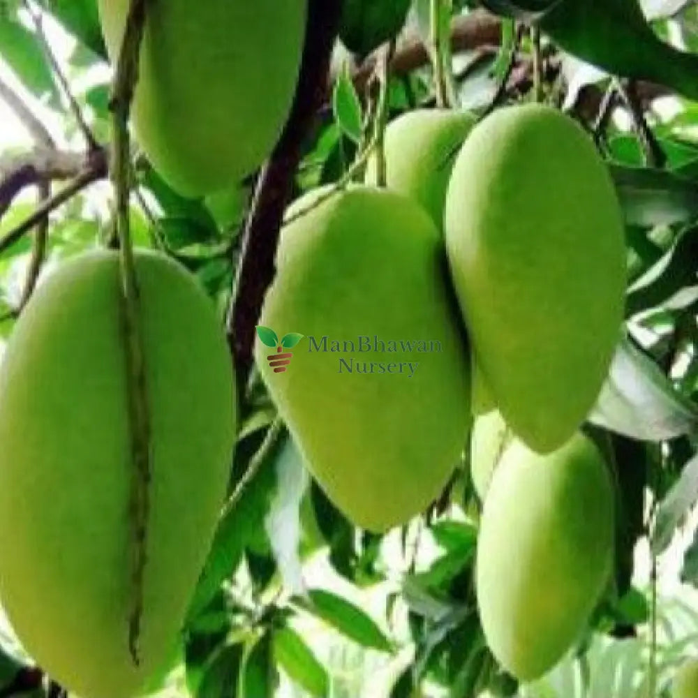 Mango Amrapali Plant