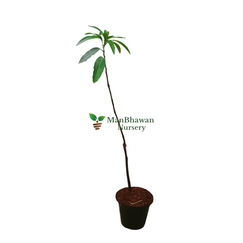 Mango Amrapali Plant