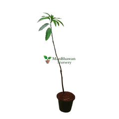 Mango Amrapali Plant