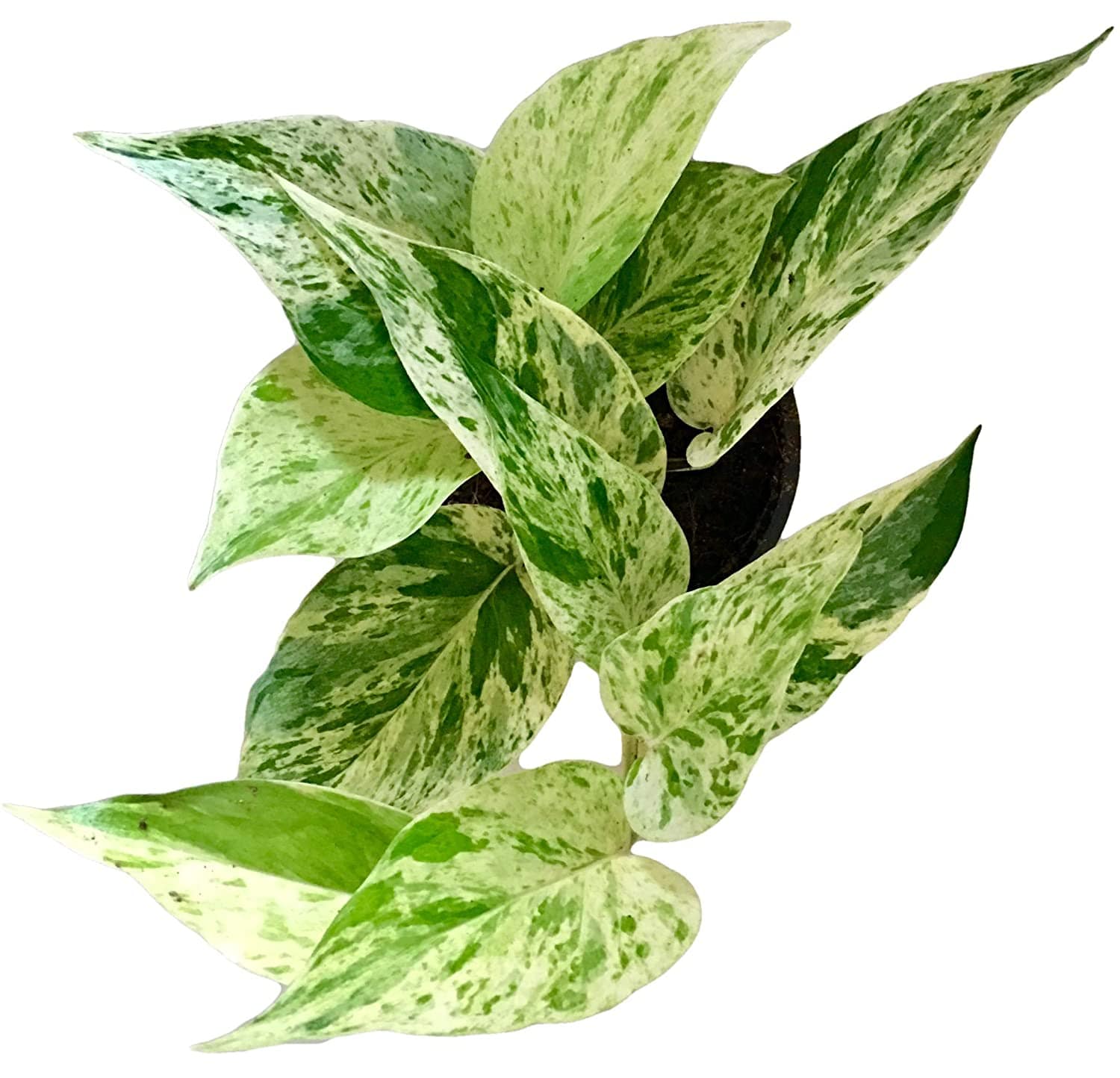 Money Plant Marble Queen