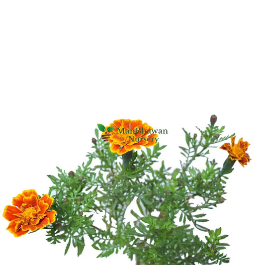 Marigold Jafri Flower