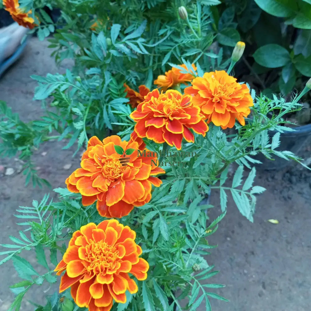 Marigold Jafri Flower