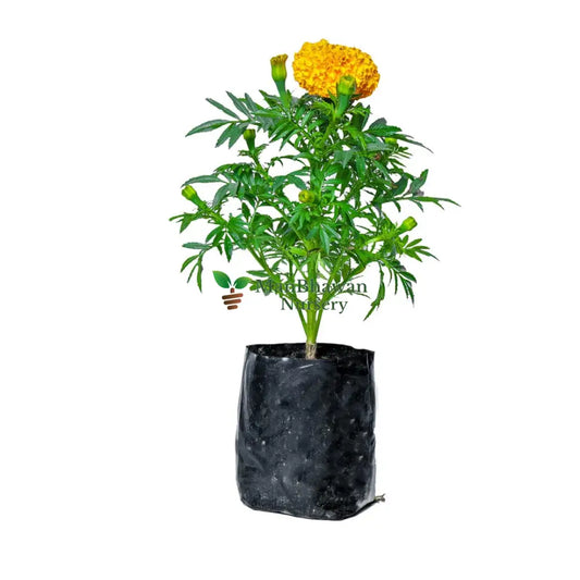 Marigold Multicolor Plant