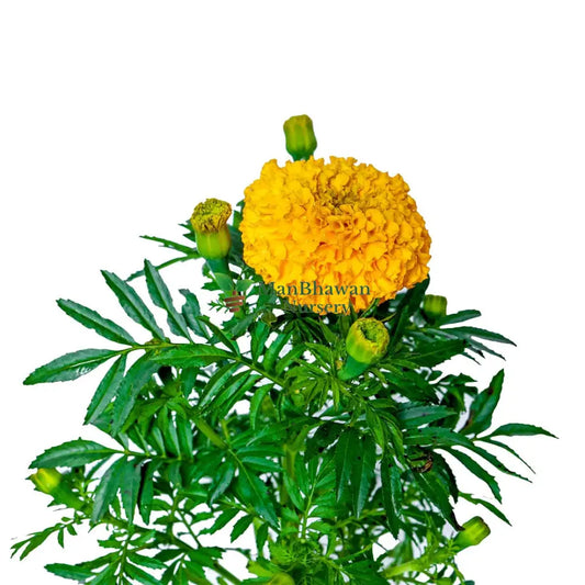 Marigold Multicolor Plant Yellow