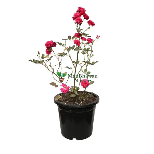 Miniature Rose with Pot Pink