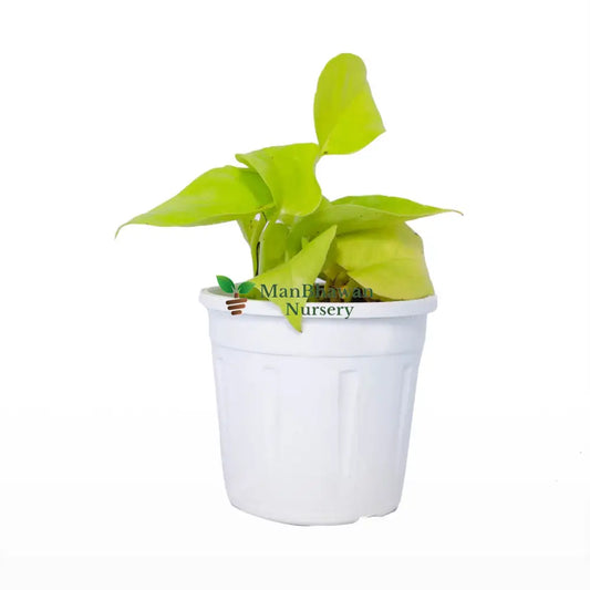 Money Plant Golden 4 Inch Pot