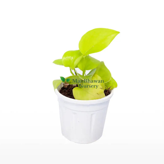 Money Plant Golden 4 Inch Pot