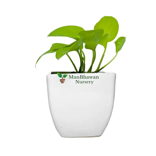 Money Plant Golden in Square Top Ceramic Pot