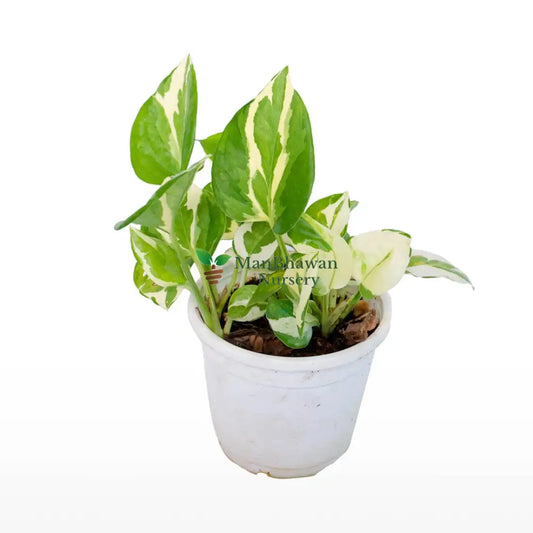 Money Plant Pearl Jade