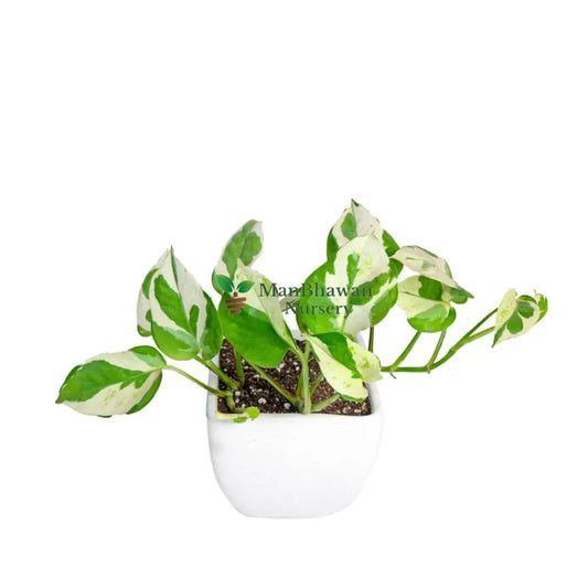 Money Plant Pearl Jade in 5 inch Ceramic Pot