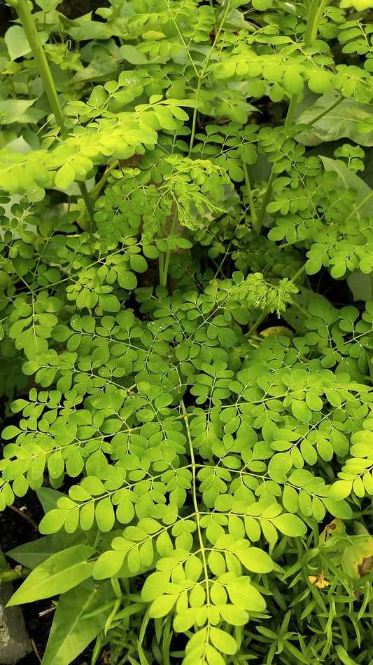 Moringa Oleifera, Drumstick Tree, Sahjan Tree Plant
