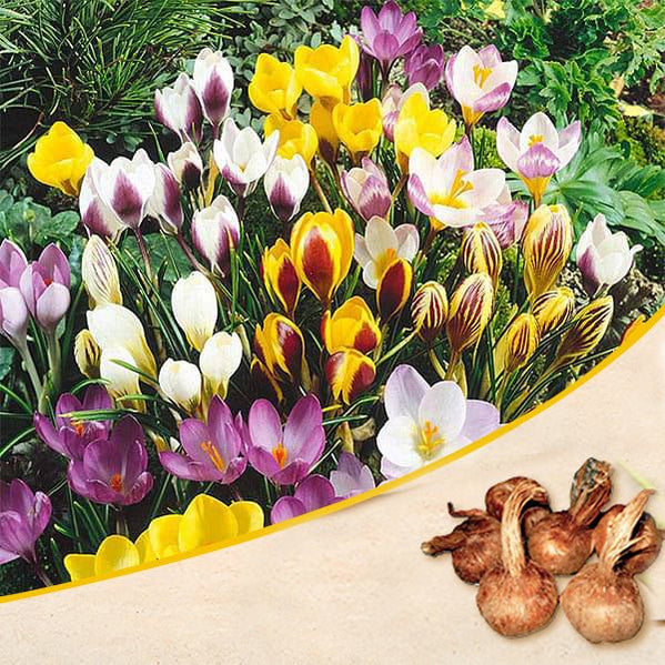 Buy Crocus flower bulbs online. Vibrant blooms await, 