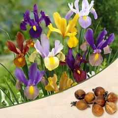 Purchase Iris Flower Plant Online: Botanical Acquisition, Buy Iris Flowering Plant: Online Garden Addition, Obtain Iris Flower Plant: Digital Floral Transaction, Shop for Iris Flower Online: Internet-based Botanical Purchase