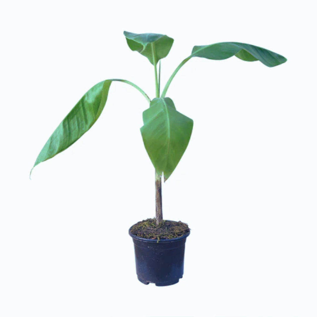 Buy Banana Plant Online – Tropical Foliage for Your Garden, Purchase Healthy Banana Tree for Your Outdoor Space, Online Shopping: Fresh Banana Plant – Homegrown Delight, Banana Plant for Sale – Ideal for Home Gardens, Versatile Banana Plant Available for Online Order