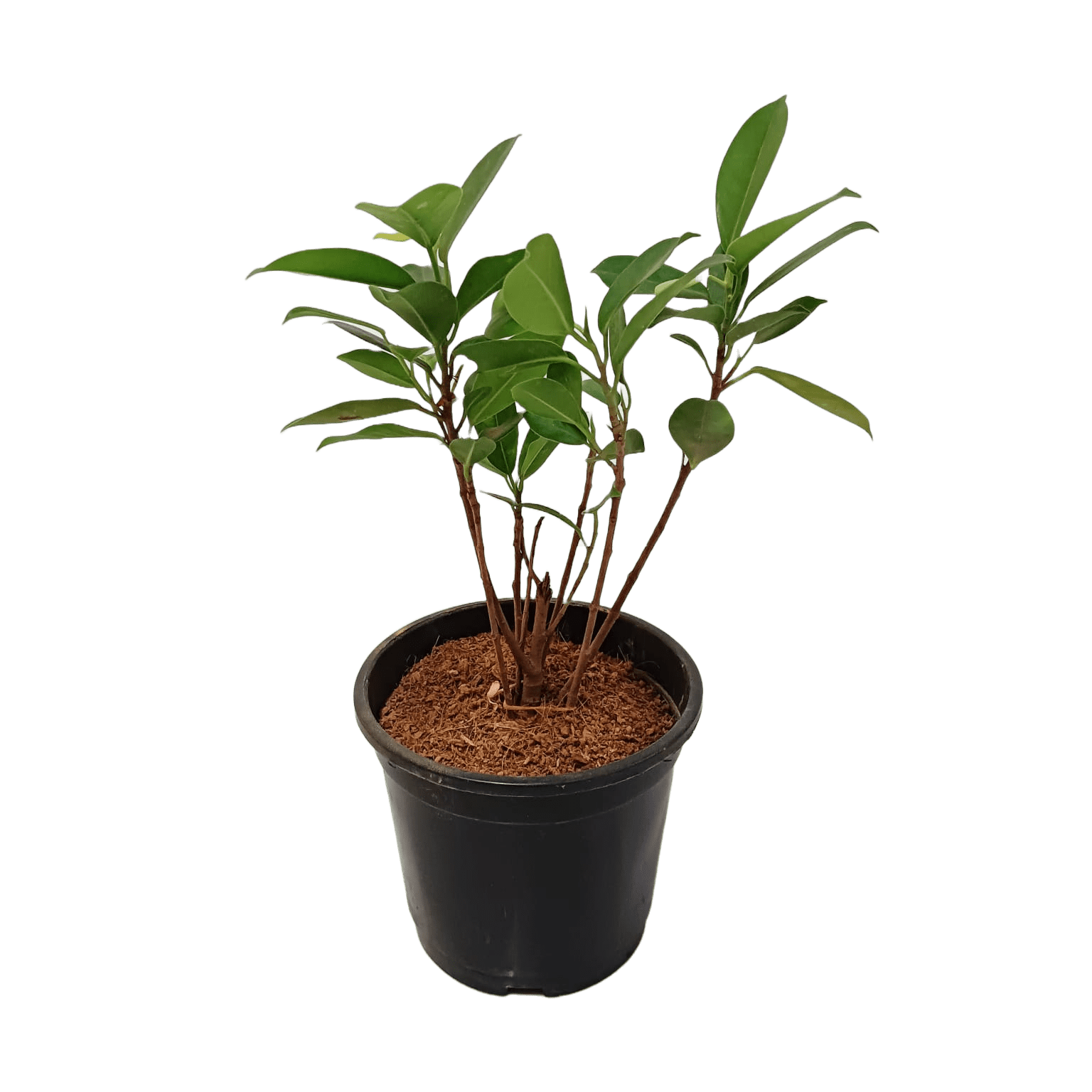 Shop Panda Fig online - easy plant shopping, Buy Ficus Panda for home and office online, Purchase Panda Fig tree with just a click, Ficus Panda online - bring unique nature to your space, Order your Panda Fig plant hassle-free