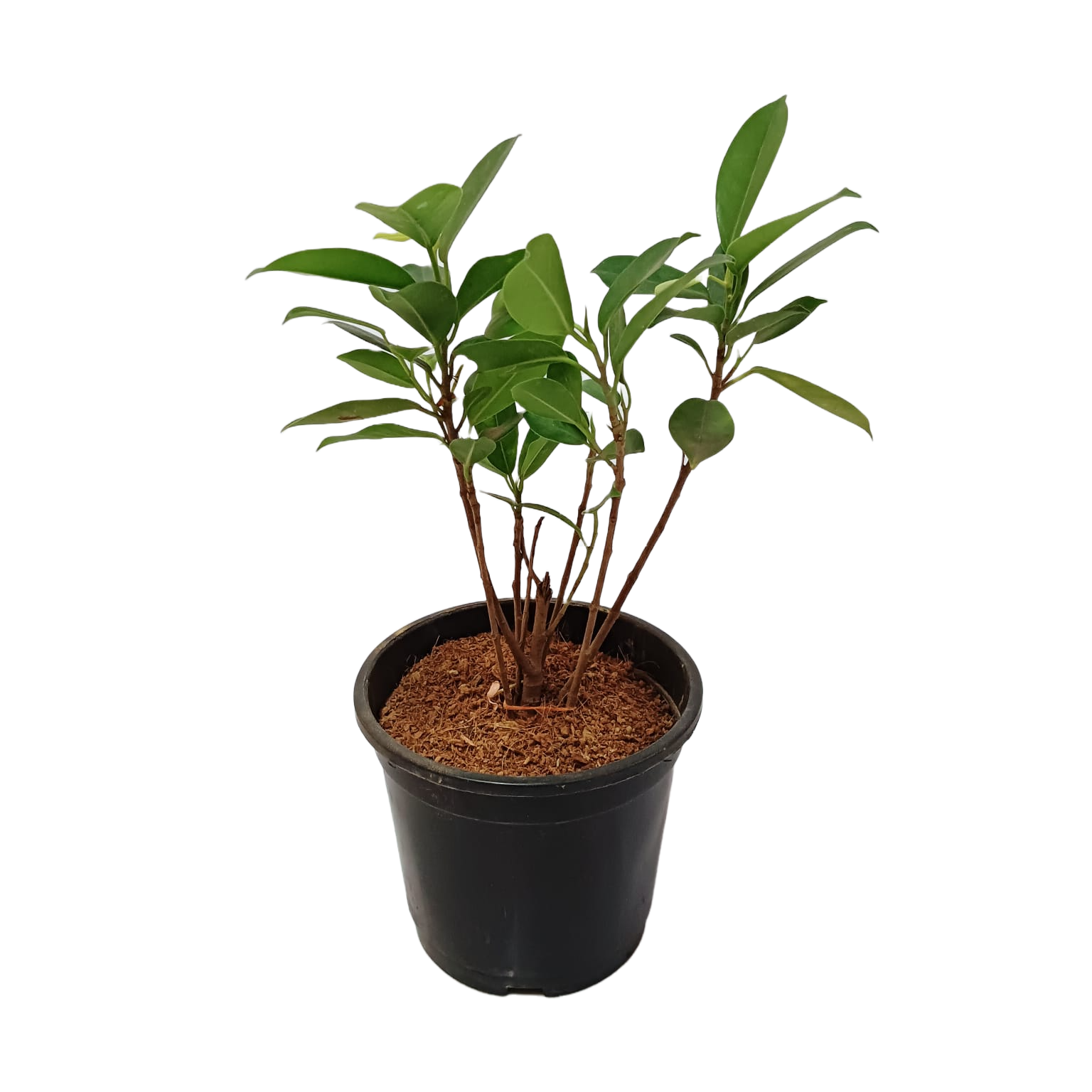 Shop Panda Fig online - easy plant shopping, Buy Ficus Panda for home and office online, Purchase Panda Fig tree with just a click, Ficus Panda online - bring unique nature to your space, Order your Panda Fig plant hassle-free