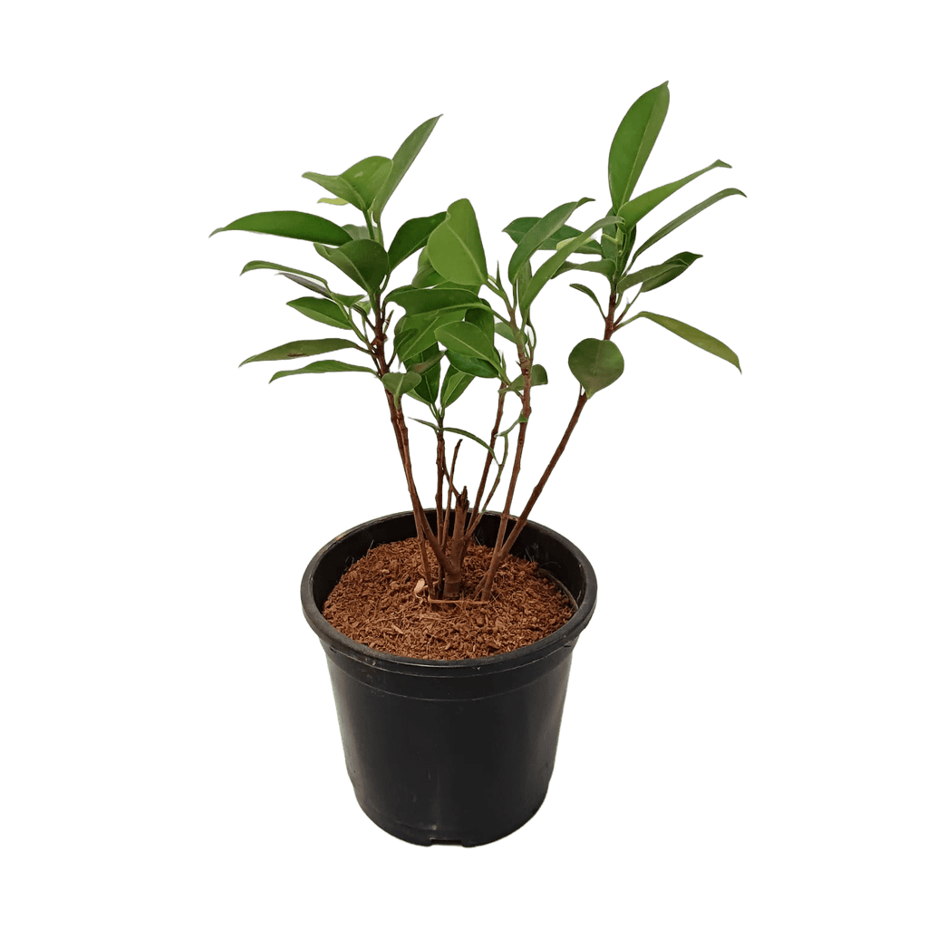 Ficus Panda Plant ManBhawan Nursery