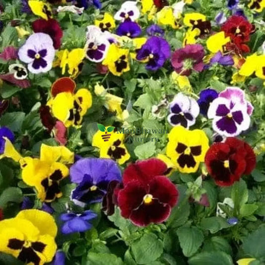 Pansy Plant