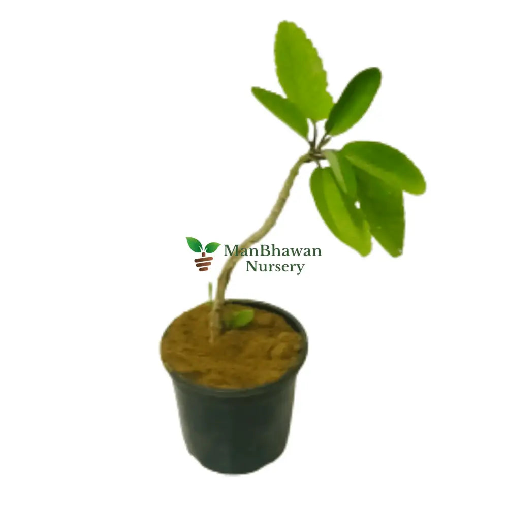 Patharchatta Plant / Kalanchoe Pinnata / Bryophyllum