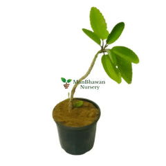 Patharchatta Plant / Kalanchoe Pinnata / Bryophyllum