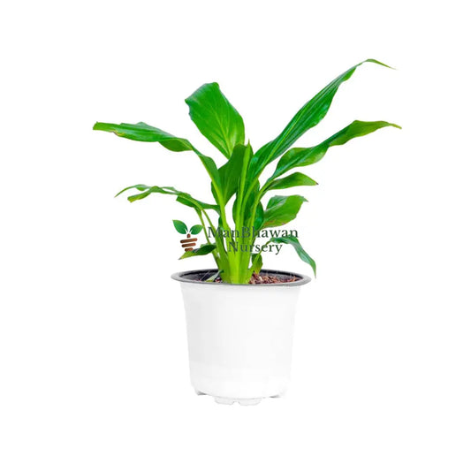 Peace Lily Plant 4 Inch