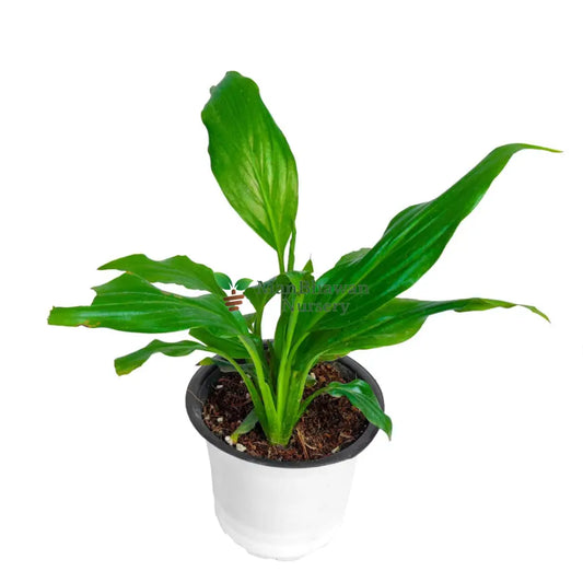 Peace Lily Plant