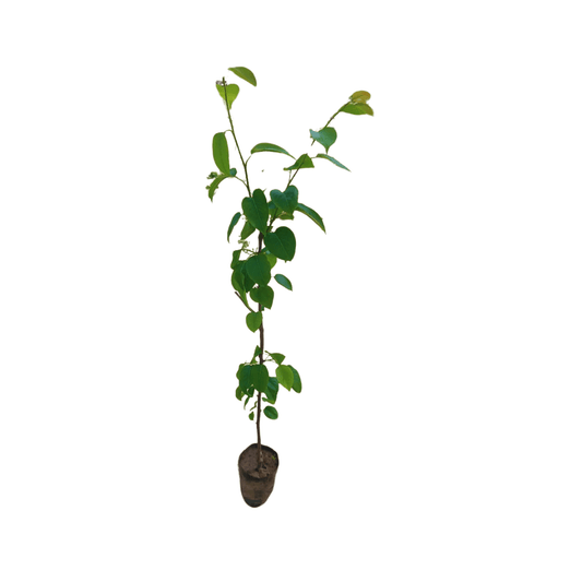 shop for best pear plant online at the lowest price