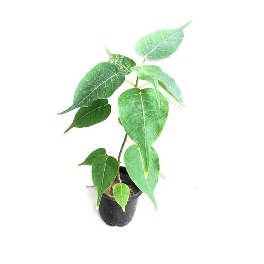 Peepal Plant