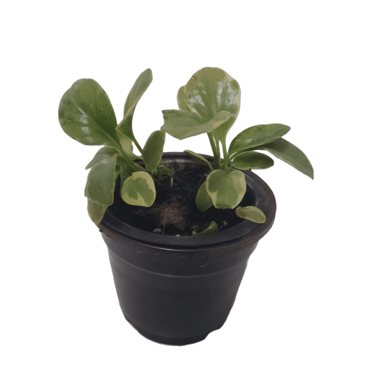 Peperomia Variegated