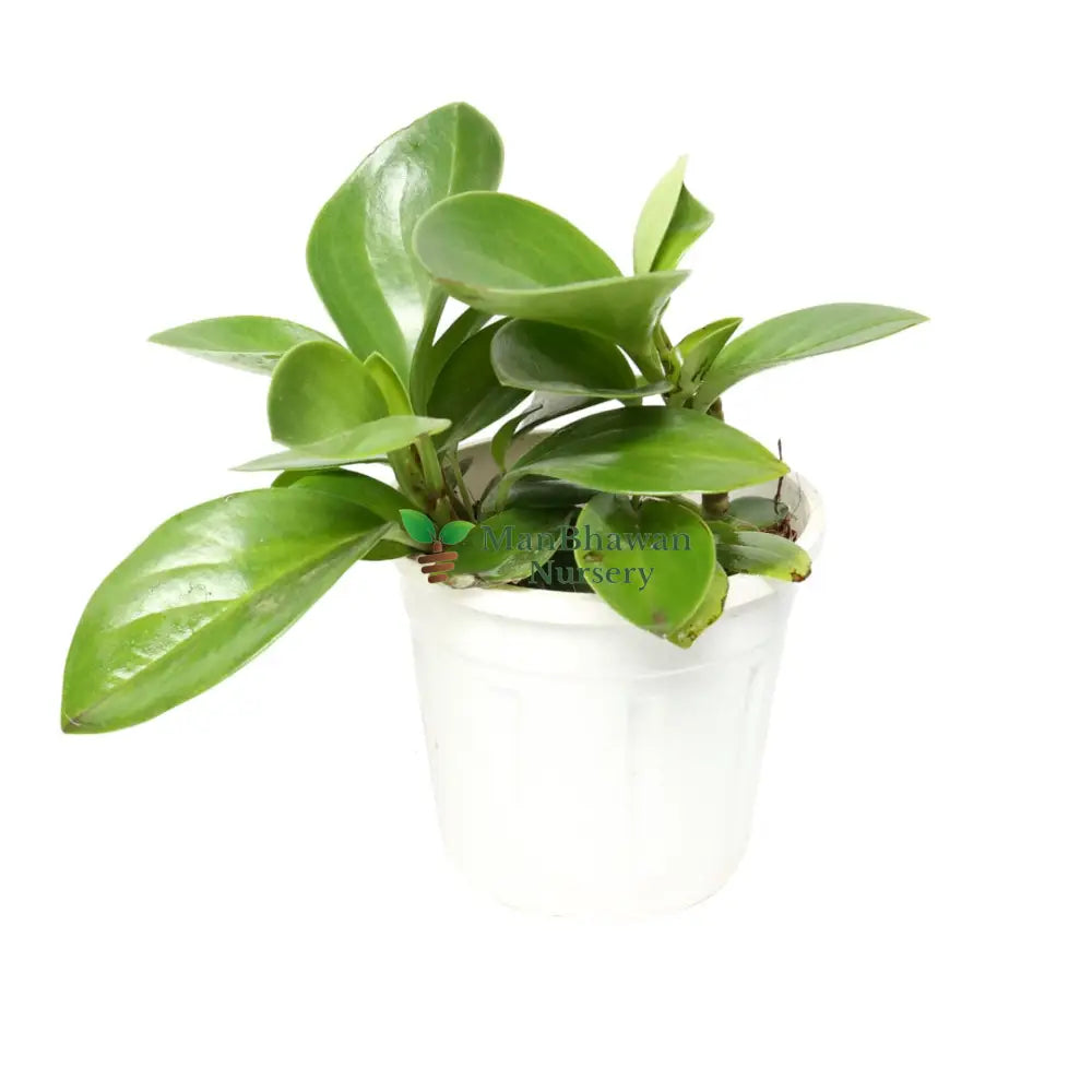 Peperomia Green Plant