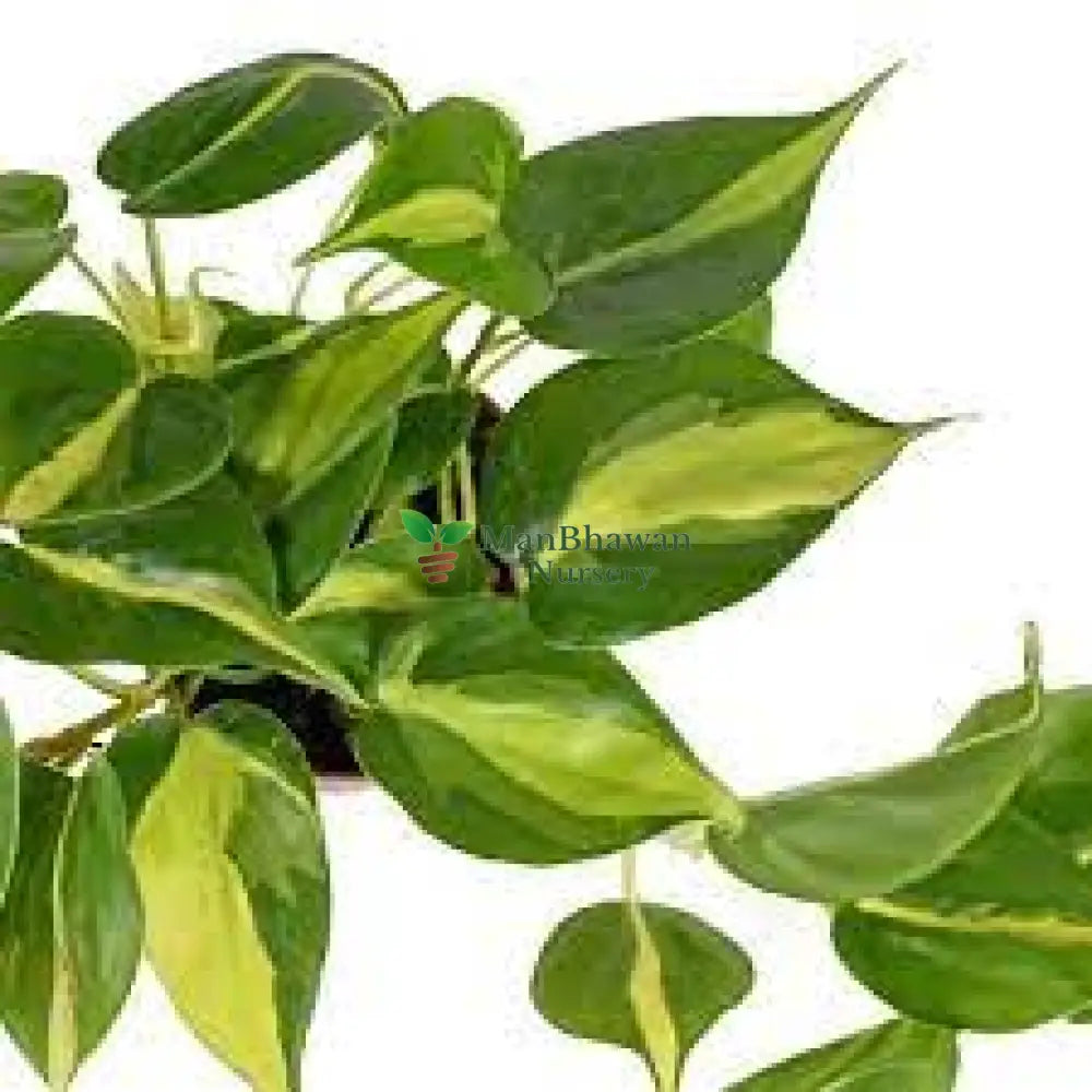 Philodendron Brasil Money Plant