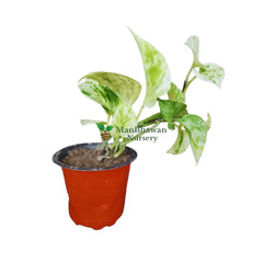 Philodendron Brasil Money Plant