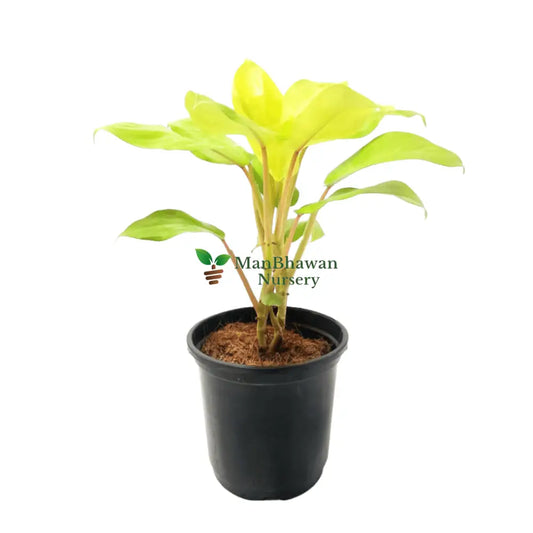 Philodendron Golden Plant 4 Inch Pot