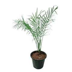 Phoenix Palm with Pot