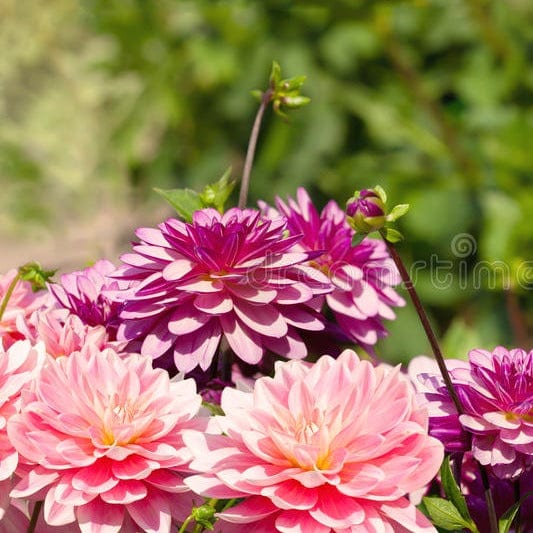 Dahlia Flower / Pompon Dahlias