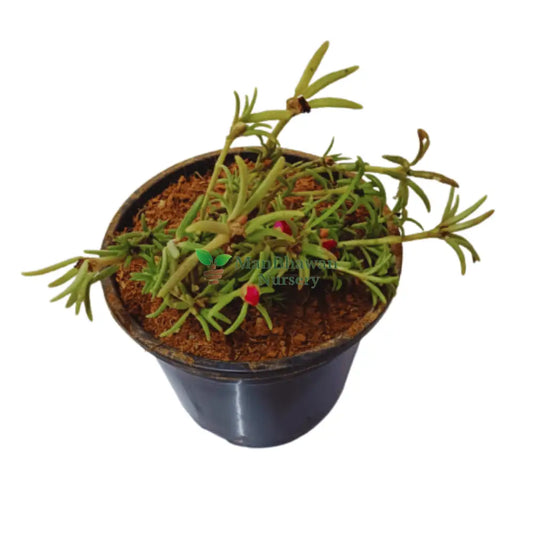 Portulaca / Purslane Plant