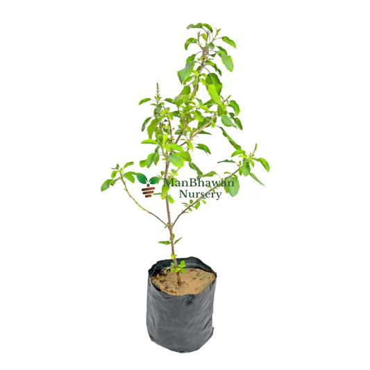 Rama Tulsi - Green Tulsi